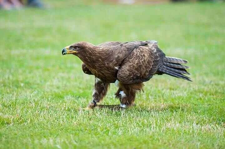 steppe eagle